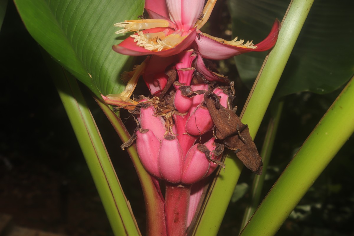 Musa velutina H.Wendl. & Drude